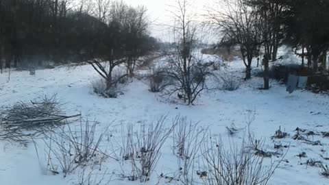 Nagrałam bażanty