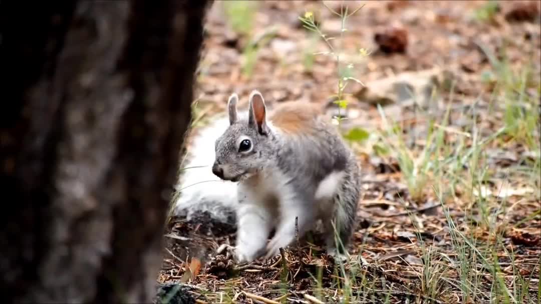 Squirrel is so cute