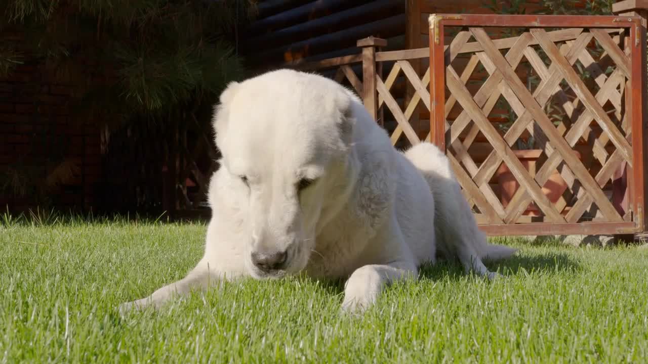 Portrait of Cute Sad Alabai Dog. Blurred Background. Alabai Breed. Summer day