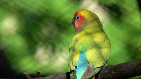 The court parrot ,colorful parrot ,beautiful parrots,parrots looking for parrots sitting,animals