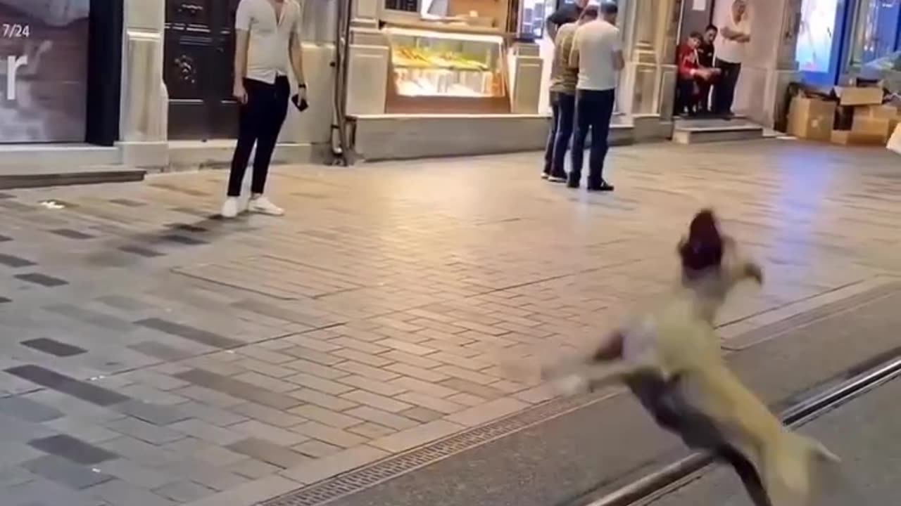 Dog playing with balloon 🎈