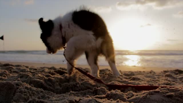 A video clip of a dog playing with a rope on the beach