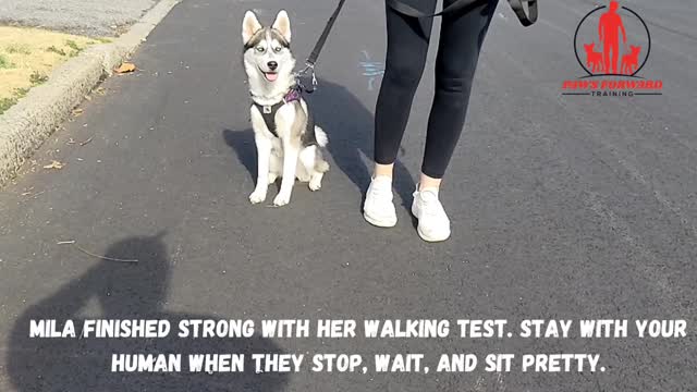 Puppy Graduation