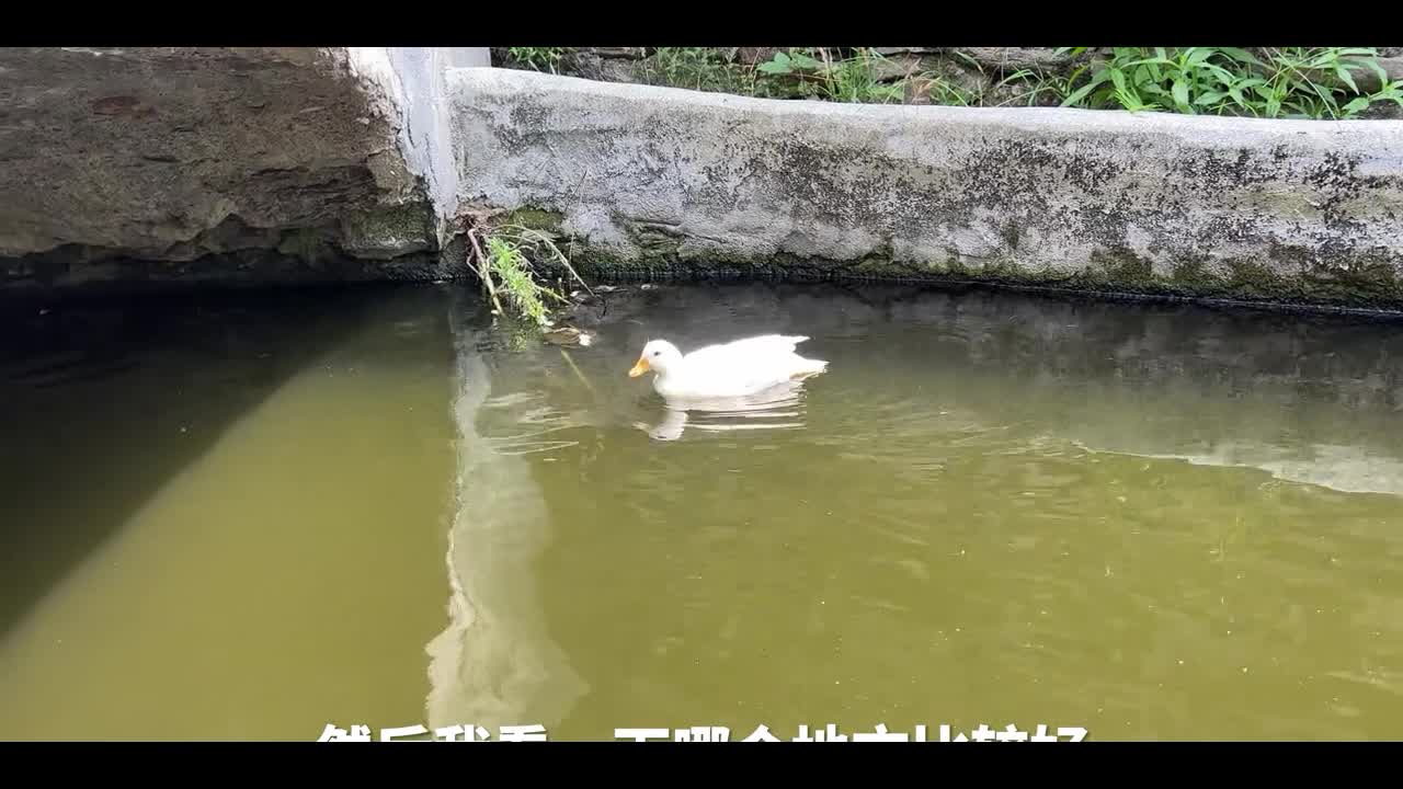 Duck House
