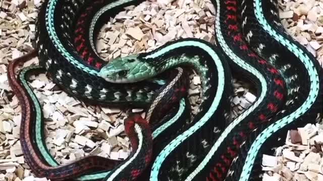 🐍🐍🐍🐍🐍🐍🐍🐍🐍