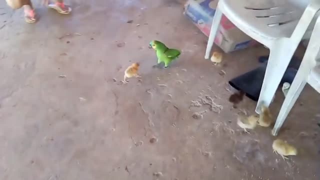 The Pintinho fought with the Parrot, look what happened!