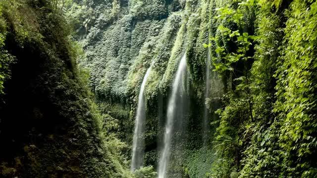 Incredible Life of Jungle Stock Footage