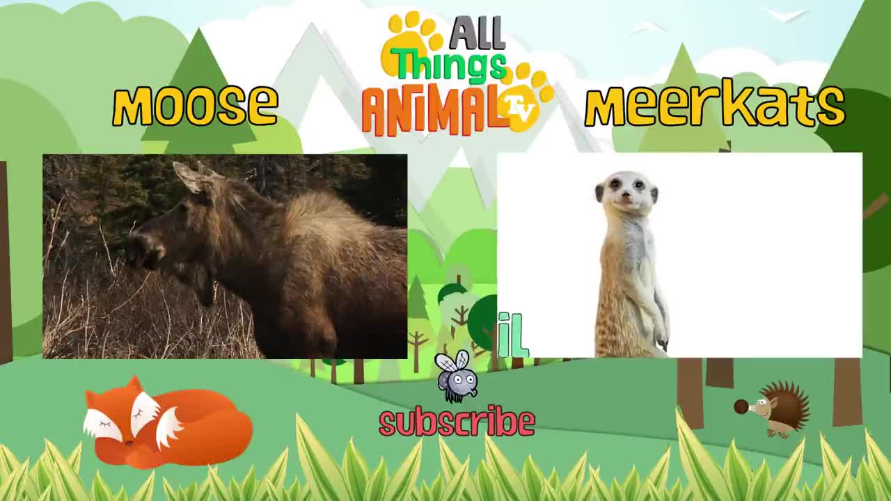 SPIDER - Animals For Kids - All Things Animal TV