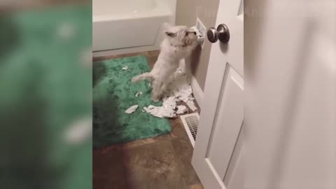 Cute and Funny Animals Episode 7