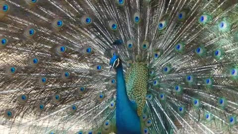 Peacock Tail Feather