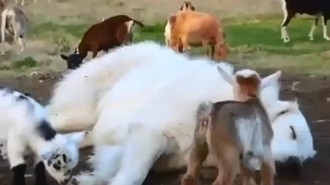 Funny Animals - Goats having fun with a dog