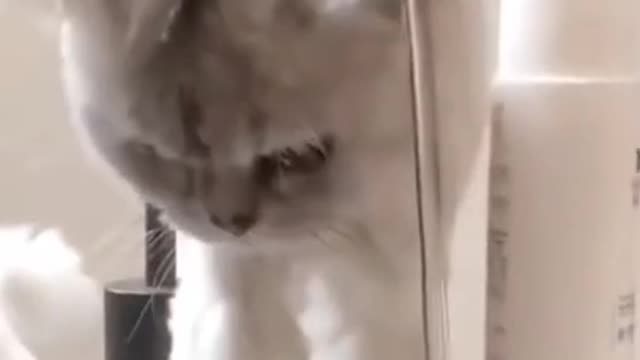 cute cat funny| animal lover vedio | cat vedio | funny cat| cat playing with water