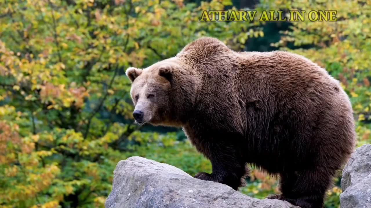 Wild Animals collection in 4k,Wildlife 4k Videos,Nature and wildlife Video