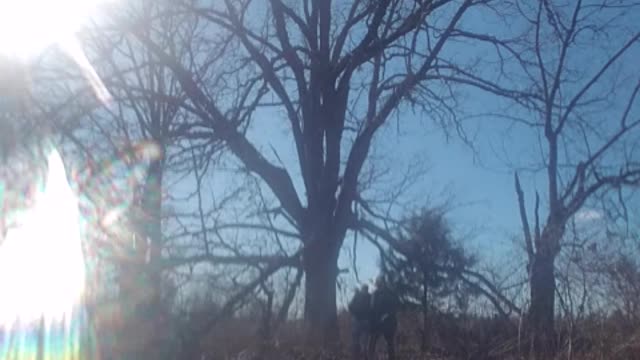 Reclaiming a giant oak tree