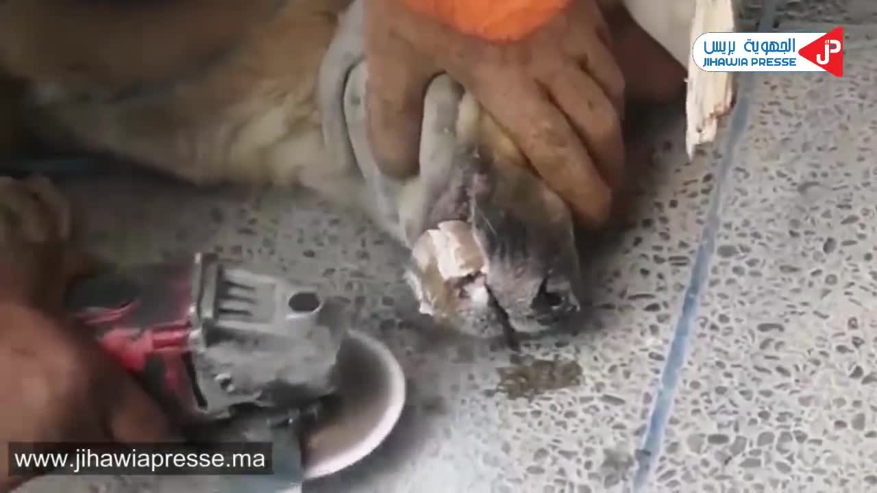 The moment a dog was rescued from certain death... an influential humanitarian position!