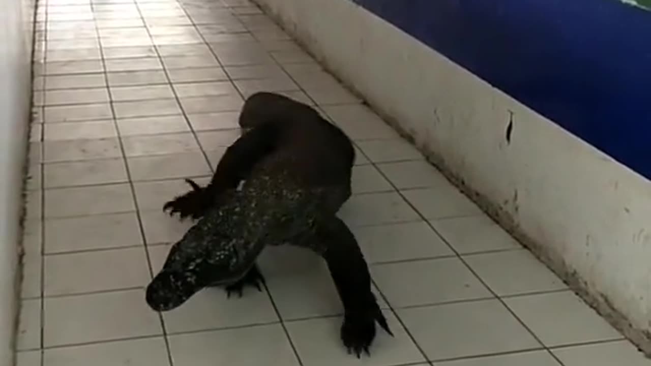 Komodo Dragon decides to go shopping