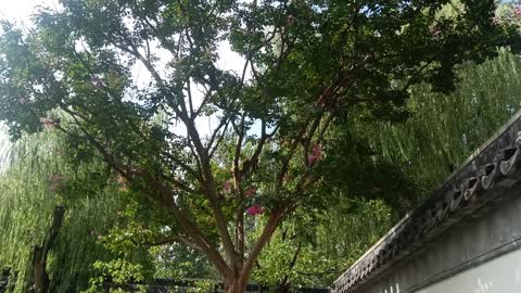 This tree is so tall and blooming