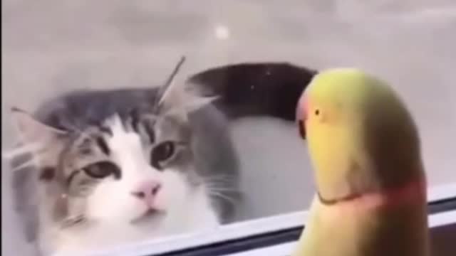 Funny Cat and Bird Playing Peek A Boo #shorts