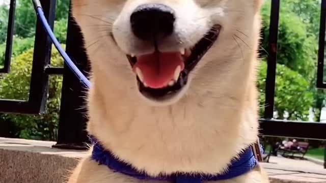 The smiling dog