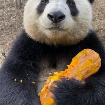 A hungry panda eating, pandas ,eatings # eating pumpkin panda