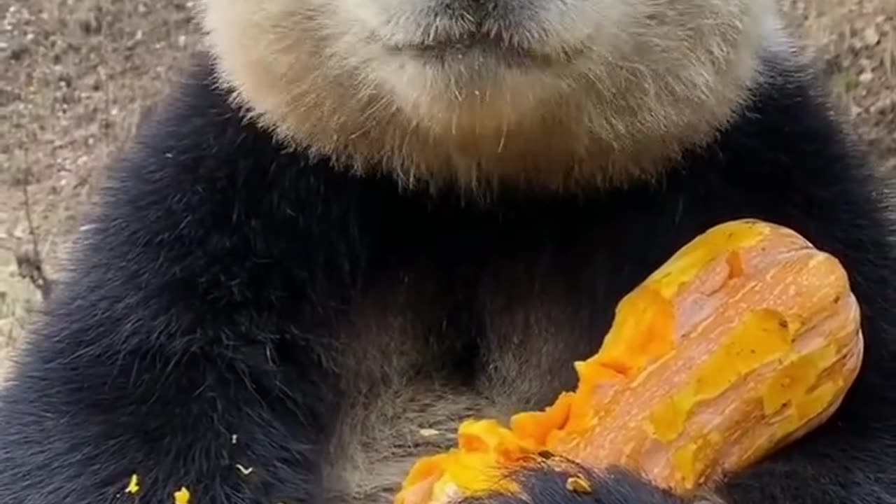 A hungry panda eating, pandas ,eatings # eating pumpkin panda