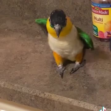 Parakeet having amazing dance move.mp4