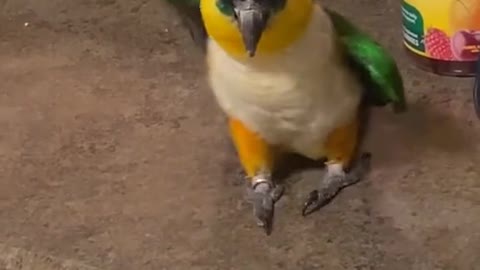 Parakeet having amazing dance move.mp4