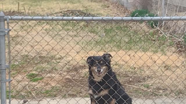 Aussie Shepherd The Rabbit Guardian