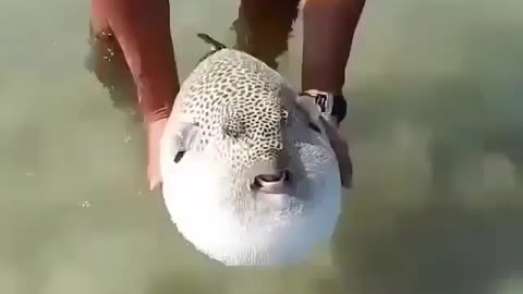 This is a beautiful and charming water-dwelling species