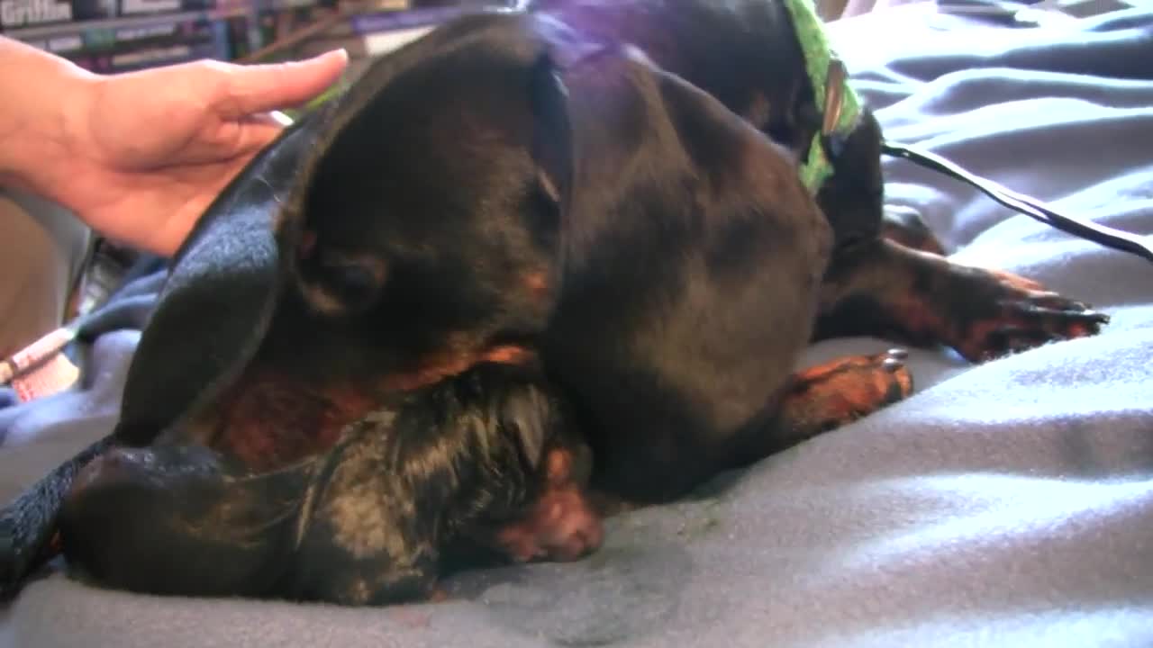 Dachshund Puppy Birth happy