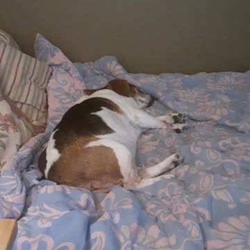 Snoring Beagle