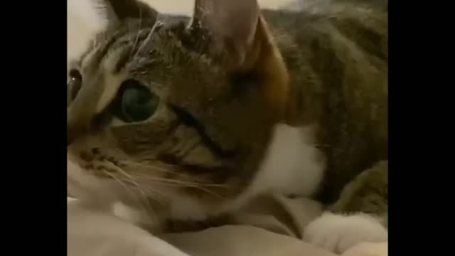 viral lazy cat funny video