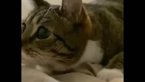 viral lazy cat funny video