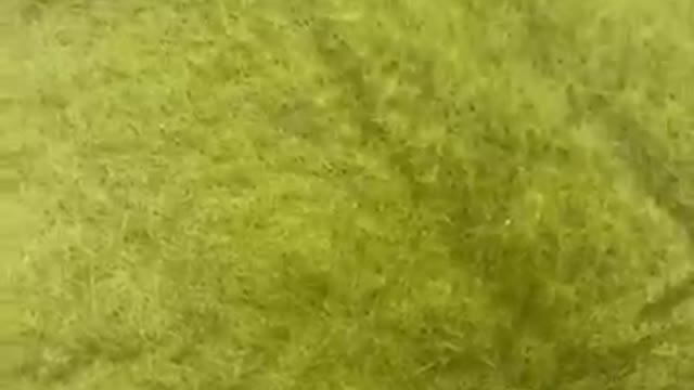 funny kittens,funny cat video,kitten videos