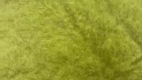 funny kittens,funny cat video,kitten videos