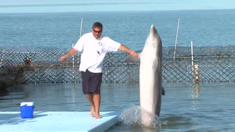 dolphin dolphin