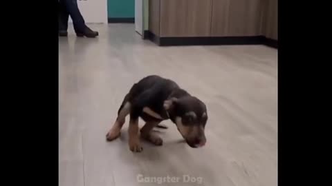Random funny videos #1