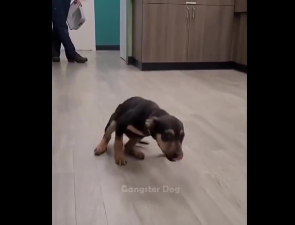Random funny videos #1