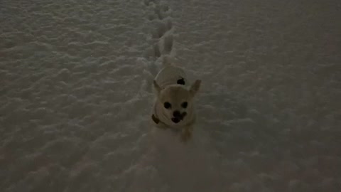 A little puppy walks on the snow