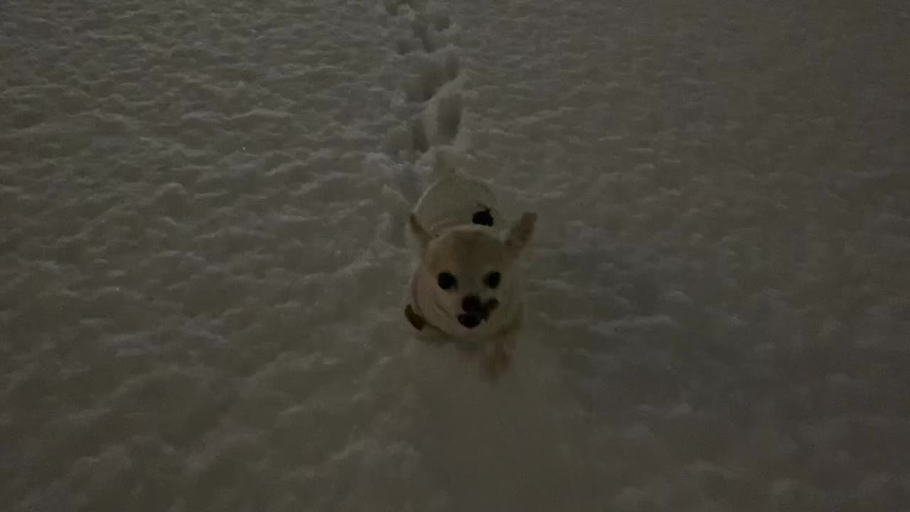 A little puppy walks on the snow