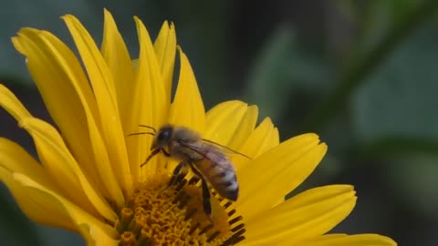 A bee's Pollination!