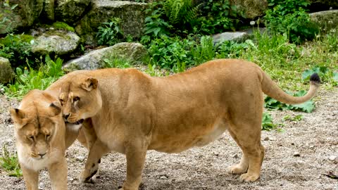 lioness female o play playful