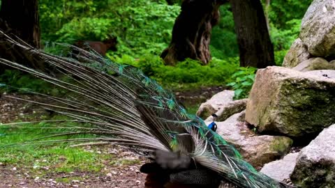 AMAZING BLUE PEACOCK DANCE