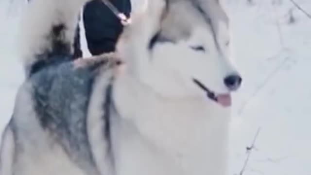 Strongly husky going wild crazy to small dog #4