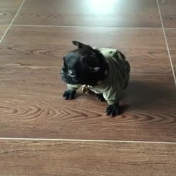 Cachorro lucha para amigarse con su nuevo atuendo