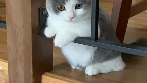 Funny cats videos