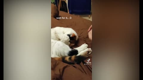 Funny and Beautiful Cats #17
