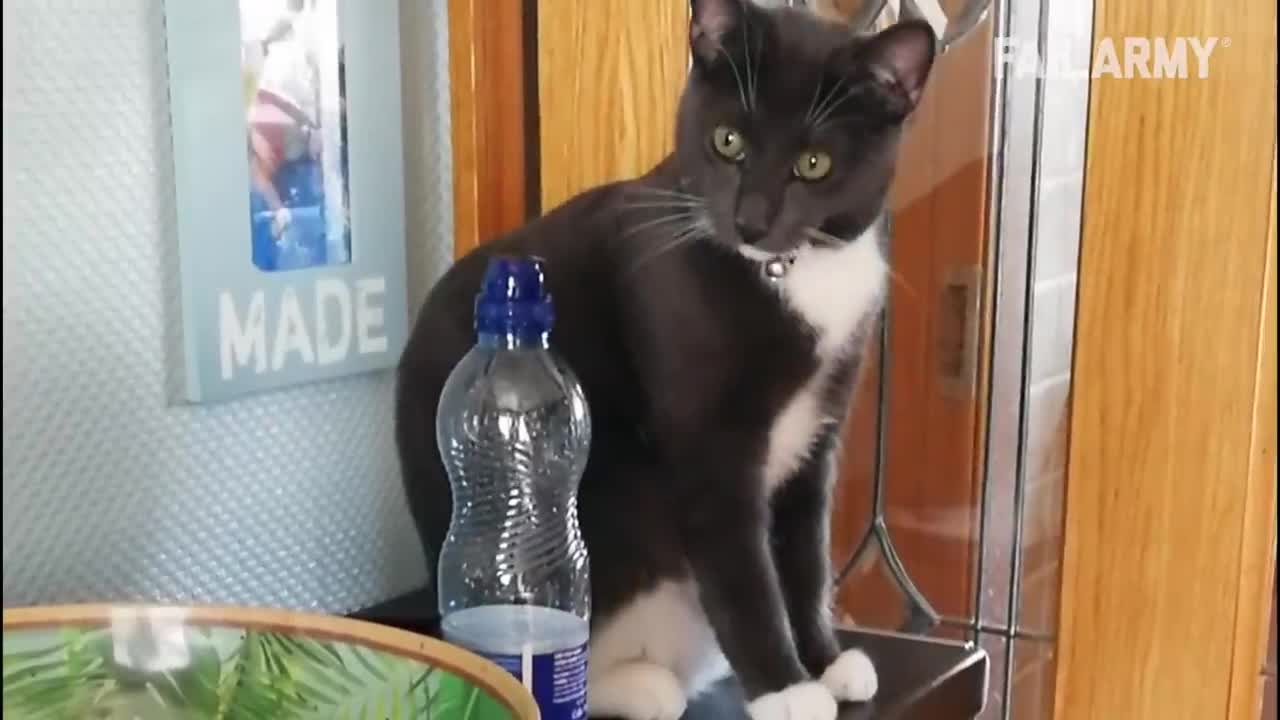 Funny Cat Fails | Funny Cat Compilation - Funny Cats Moment