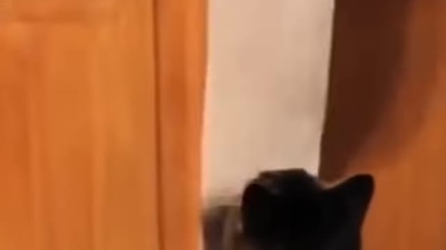 Funniest cats video