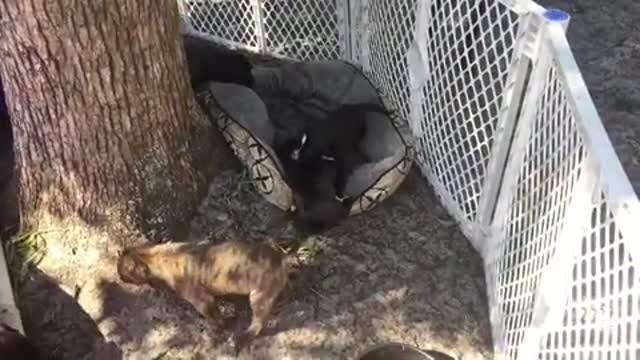 Meeting the foster puppies